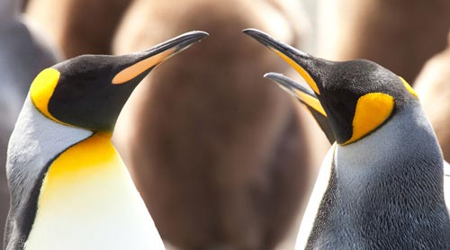 pinguine